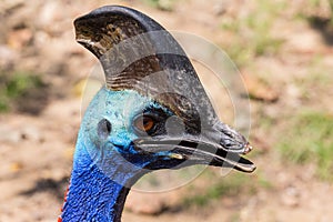 Southern cassowary, Casuarius , head, colorful bird, close up