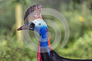 Southern cassowary (casuarius casuarius