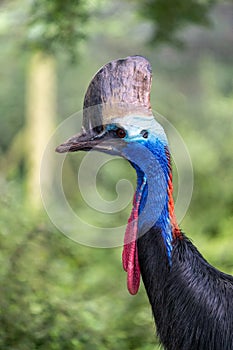 Southern cassowary (casuarius casuarius