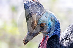 Southern cassowary close-up portrait