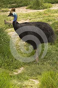 Southern cassowary, double-wattled cassowary, Australian cassowary or two-wattled cassowary Casuarius casuarius.