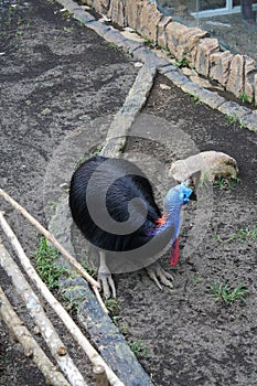 Southern cassowary or double-wattled cassowary sitting on ground