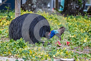 Southern Cassowary Eating Watermelon on Campground of Etty Bay, Queensland, Australia