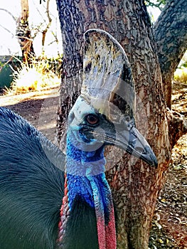 Southern Cassowary @ Featherdale wild park