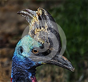 Southern cassowary head 2