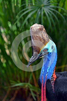 Southern cassowary head against tropical foliage background