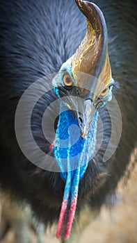 Southern Cassowary in Kuranda, Queensland - bird`s eye view