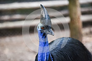 The southern cassowary is a large bird - cassowaries