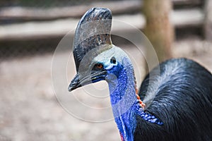 The southern cassowary is a large bird - Close up cassowaries bird