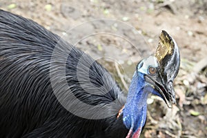The Southern Cassowary is the largest bird