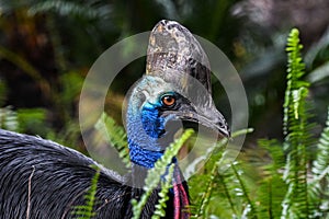 Southern cassowary perched atop a bed of green grass and shrubs, basking in the warm sunlight