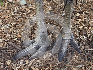 A Southern Cassowary`s dry wrinkly feet.