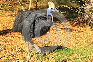 Southern cassowary