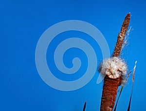 Southern cattail or cumbungi Typha domingensis against blue sky. Minimalism Inspiration. photo