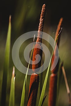 Southern cattail or cumbungi Typha domingensis against blurred background. Minimalism Inspiration. photo