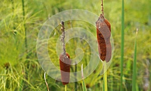 Southern cattail or cumbungi, Typha domingensis, on tropical garden, Minas Gerais photo