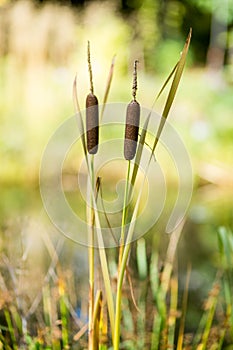 Southern Cattails Typha domingensis growing wildly on water edge photo