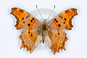 Southern Comma butterfly, Polygonia egea photo