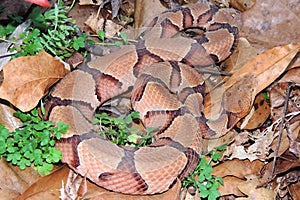 Southern Copperhead