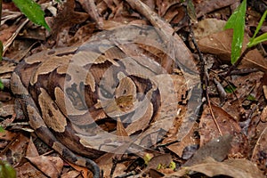 Southern Copperhead Snake photo