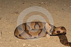 Southern Copperhead