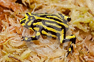Southern Corroboree Frog