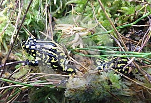 The Southern Corroboree Frog .