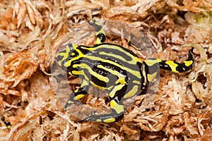Southern Corroboree Frog