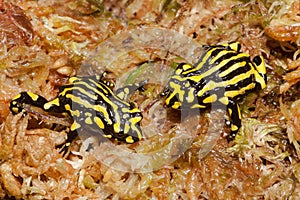 Southern Corroboree Frog