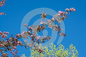 Southern Crabapple Blossoms On Blue Sky Background.