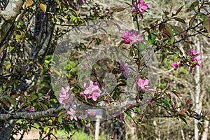 Southern Crabapple Tree Blossoms In Spring.