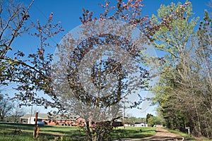 Southern Crabapple Tree Blossoms In Spring.