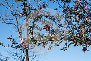 Southern Crabapple Tree Blossoms In Spring.