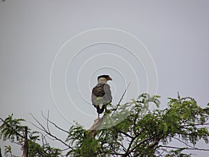 A Southern crested caracara