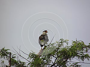 A Southern crested caracara