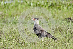 The southern crested caracara Caracara plancus also southern caracara or carancho