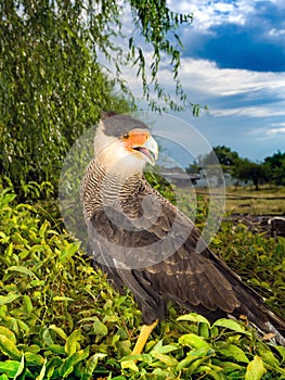 The southern crested caracara Caracara plancus, is a bird of prey in the family Falconidae