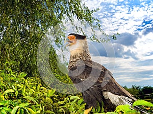 The southern crested caracara Caracara plancus, is a bird of prey in the family Falconidae