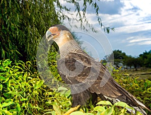 The southern crested caracara Caracara plancus, is a bird of prey in the family Falconidae