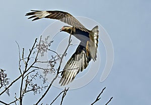 Southern crested caracara Caracara plancus in fllight, in Pantanal, Brazil.