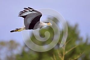 Southern Crested Caracara in flight