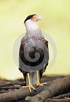 Southern crested caracara perched on a tree