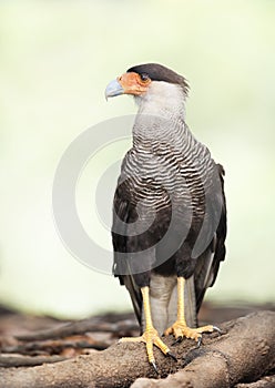 Southern crested caracara perched on a tree branch