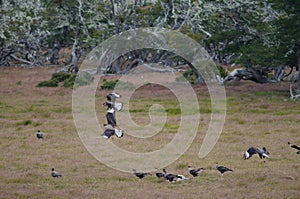 Southern crested caracaras eating on the carcasses of a sheep.