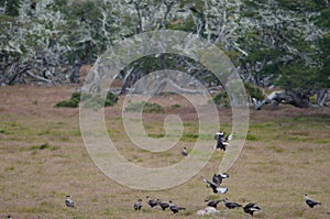 Southern crested caracaras eating on the carcasses of a sheep.