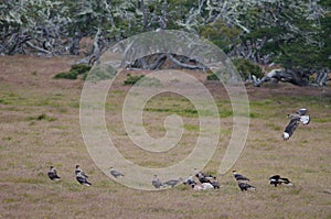 Southern crested caracaras eating on the carcasses of a sheep.