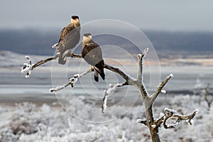 Southern crested caracaras looking