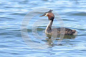 Southern Crested Grebe