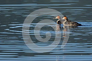 Southern crested grebes photo