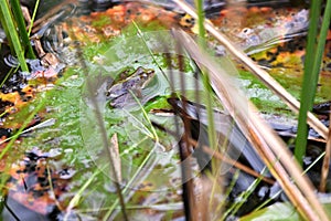 Southern Cricket Frog on a lily pad in the Okefenokee Swamp, Georgia